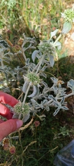 Marrubium incanum