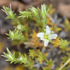 Eremogone hookeri hookeri