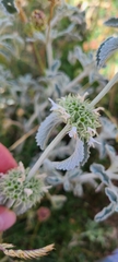 Marrubium incanum