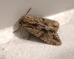 Apamea monoglypha