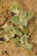 Atriplex laciniata