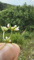 Dorycnium