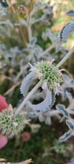 Marrubium incanum
