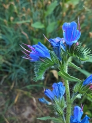 Echium vulgare