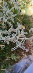 Marrubium incanum