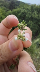 Dorycnium