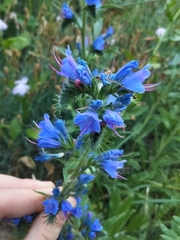 Echium vulgare
