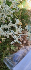 Marrubium incanum