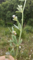 Dorycnium