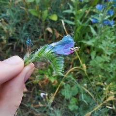 Echium vulgare