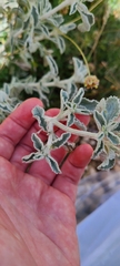 Marrubium incanum