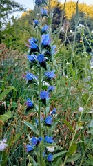Echium vulgare