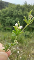 Dorycnium
