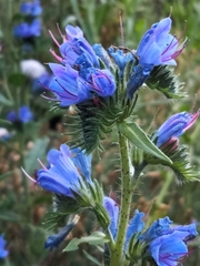 Echium vulgare