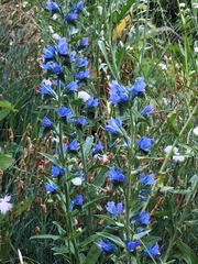 Echium vulgare