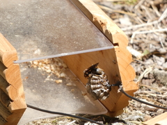Polistes parametricus