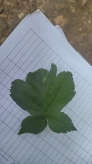 Torminalis glaberrima