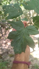 Torminalis glaberrima