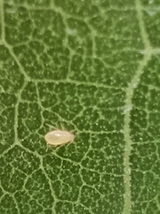 Pterygota