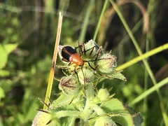 Nemognatha piazata
