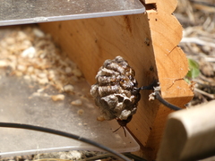 Polistes parametricus