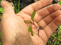 Persicaria segetum