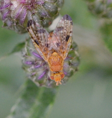 Xyphosia