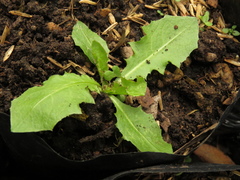 Taraxacum officinale