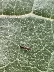 Lepidoptera