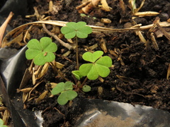 Oxalis corniculata