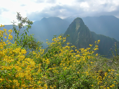 Dendrophorbium