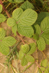 Rubus tuberculatus