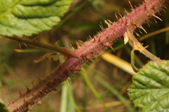 Rubus tuberculatus