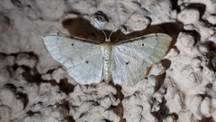 Idaea politaria