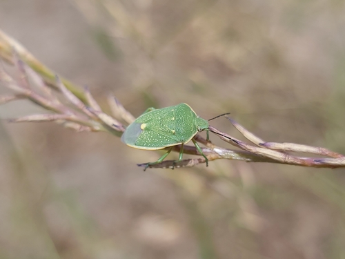 Uhler's Stink Bug photo 3