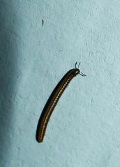 Brachyiulus pusillus