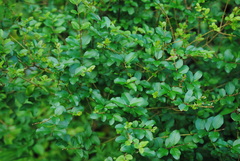 Sageretia