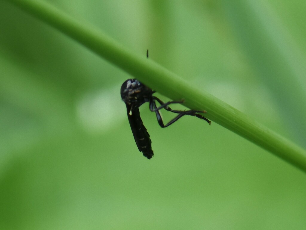 violet black-legged robber fly, Groesbeek, Nederland, photo 1 of 10