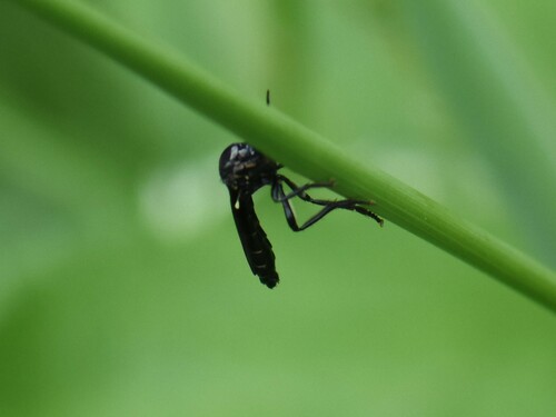 violet black-legged robber fly