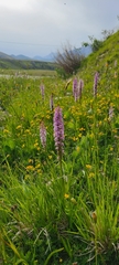 Gymnadenia densiflora