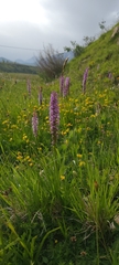 Gymnadenia densiflora