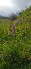 Gymnadenia densiflora