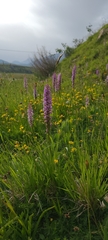 Gymnadenia densiflora