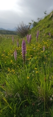 Gymnadenia densiflora