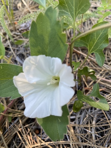 Convolvulus nyctagineus iNat (2)