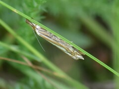 Crambus pratella