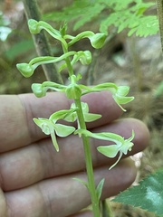 Platanthera orbiculata