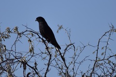 Micronisus gabar gabar