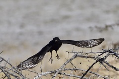 Micronisus gabar gabar