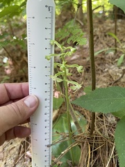 Platanthera orbiculata